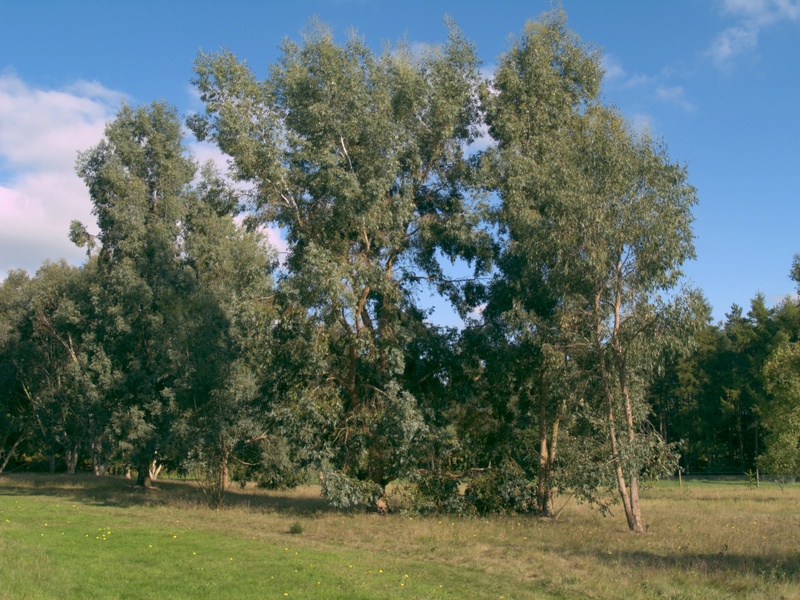 Eucalyptus gunnii
